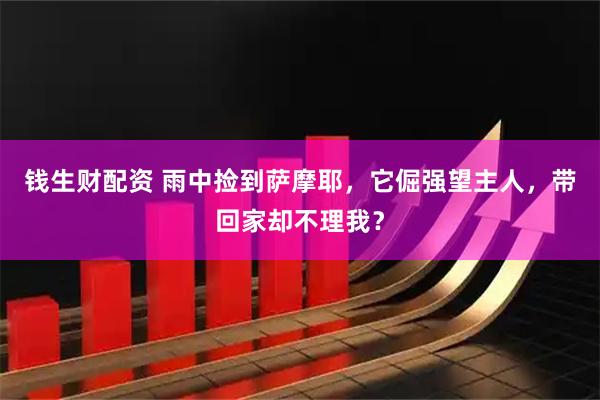 钱生财配资 雨中捡到萨摩耶，它倔强望主人，带回家却不理我？