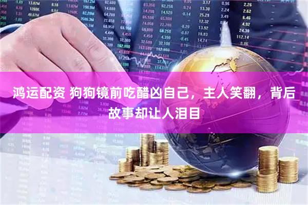 鸿运配资 狗狗镜前吃醋凶自己，主人笑翻，背后故事却让人泪目